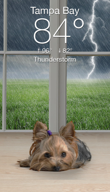 Weather Puppyٷv6.0.1׿ͼ4