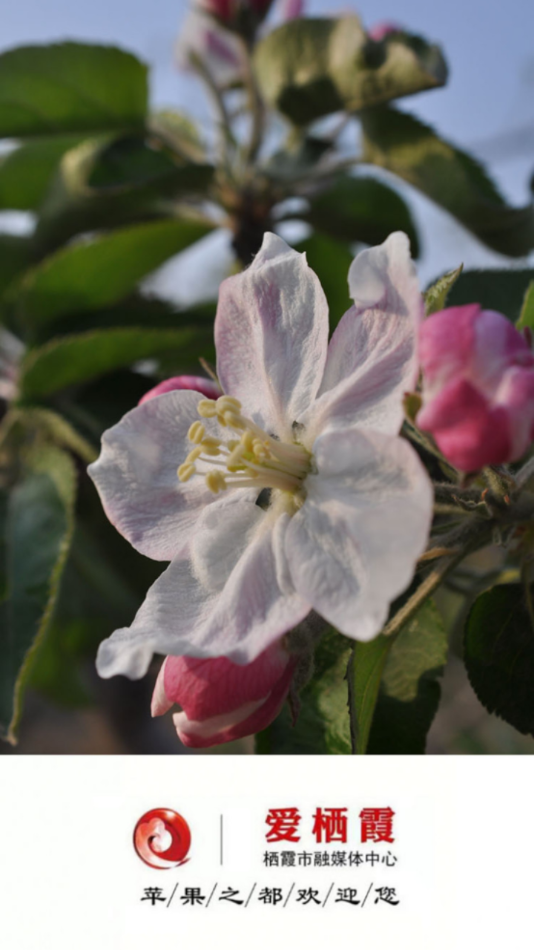 ����ϼ�ֻ��ͻ�������v1.0.52 ���°�