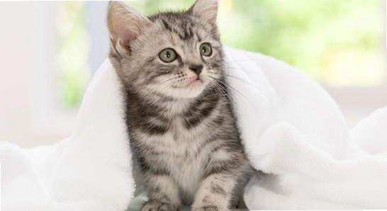 猫盒社区正版下载安装界面,猫盒社区,喵盒社区,软件安装,电脑桌面,色彩明亮无水印