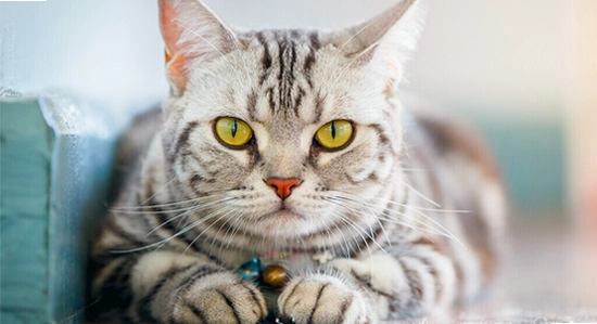 猫盒社区正版安装包文件属性界面,关键词包含猫盒社区