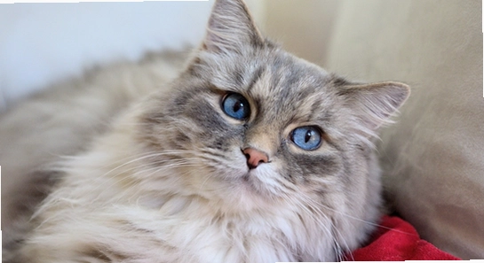 猫盒社区安装进度界面,猫盒社区正版下载