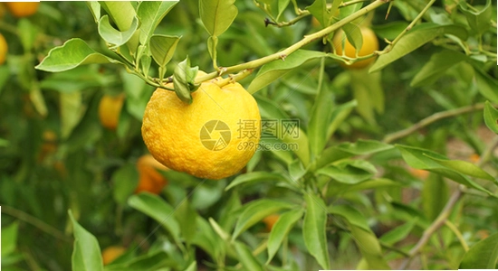 �ƹ��̾�2026���°氲׿���� ��װ���� �ֻ���Ļ ɫ�ʷḻ ��ˮӡ
