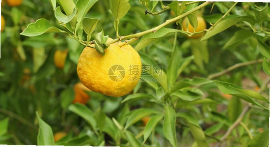 黄果短剧2026最新版安卓下载, 手机短剧APP下载界面, 彩色图标展示, 无水印宣传图