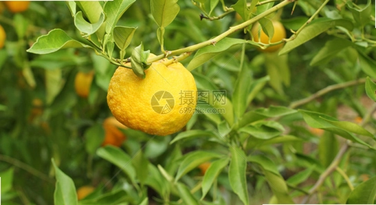 �ƹ��̾�2026���°氲׿���� �ֻ���װ���� ɫ�ʷḻ ��ˮӡ ����ͼ