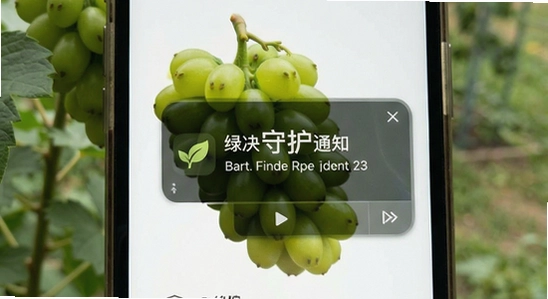 绿提守护通知不显示解决方法