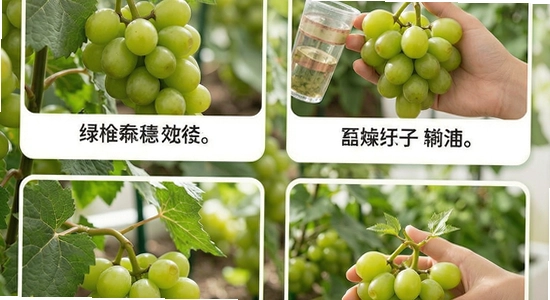 绿提守护多场景使用示意