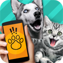 pettranslator�������Է����������������v1.1 ��׿��