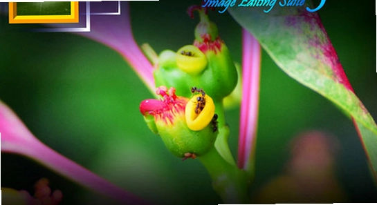 Chasys Photoͼ��༭���߰�װ�򵼽���