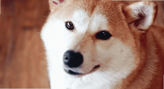 GIPHY��ʲô������ͼ����è�������,ɫ�ʷḻ ��ˮӡ ����ͼ