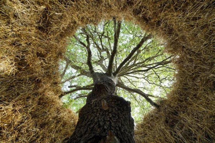 ��������StarTree�ٷ�����v1.3.1 �������