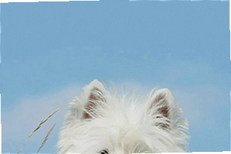 lumipet�ȳ�������ô���ö�̬��ֽ��lumipet�ȳ�����2026ʹ�ý̳�
