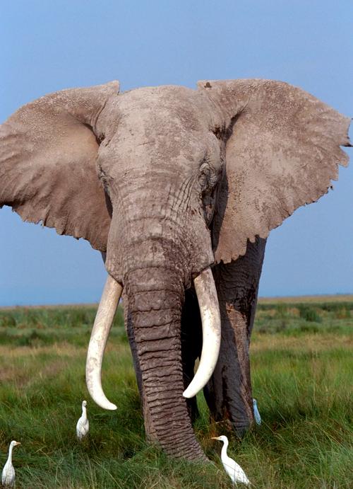 象鼻子Elephant Nose官方最新版下载截图