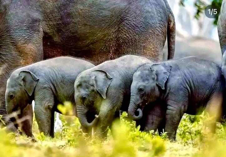 象鼻子Elephant Nose官方最新版下载截图