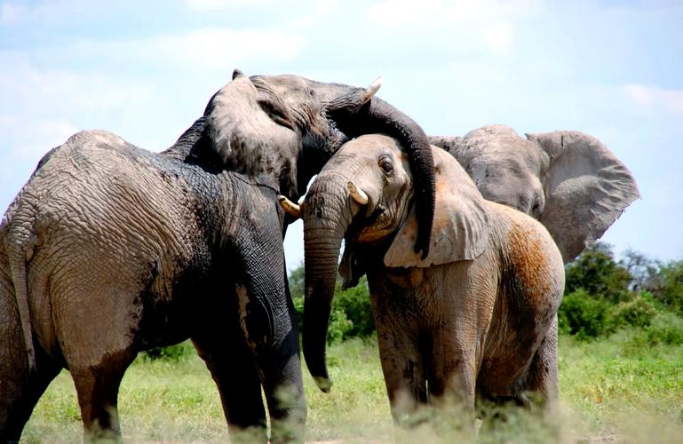 象鼻子Elephant Nose官方最新版下载截图