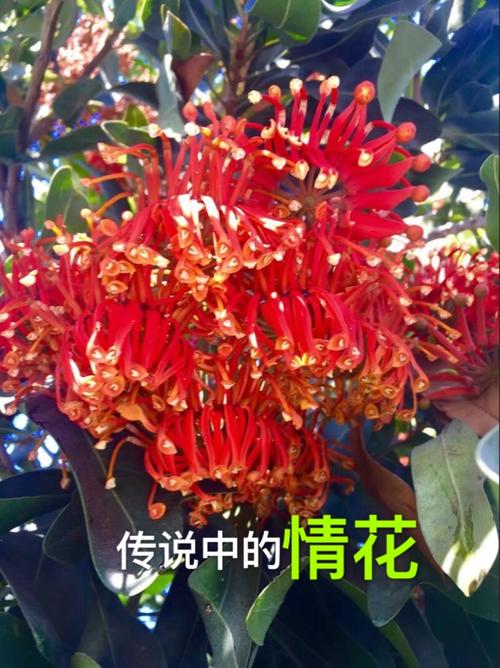�黨�黨�罻�ٷ����ؽ�ͼ