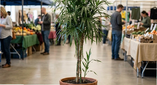 https://www.6ll.com/images/3ft_02.jpg