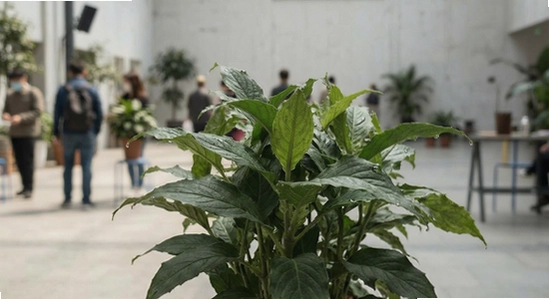 https://www.6ll.com/so/zsm_anzhuang/