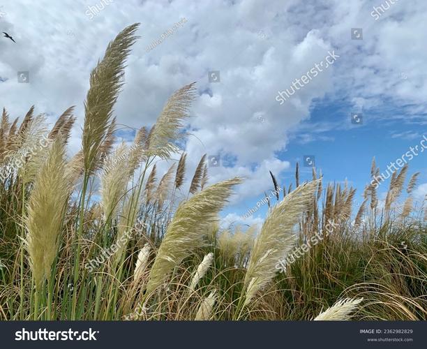 Natural Wind官方版下载截图