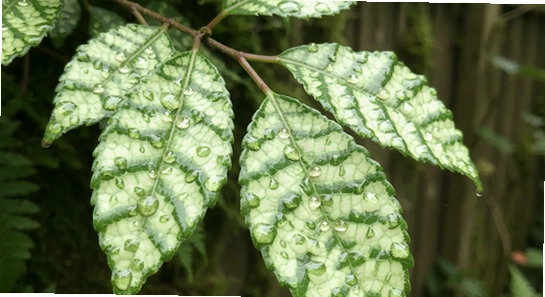 http://example.com/tinyleaves_1.jpg