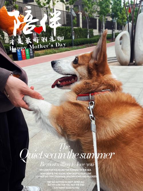 �����־Pet Diary���ؽ�ͼ