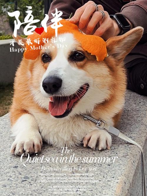 �����־Pet Diary���ؽ�ͼ