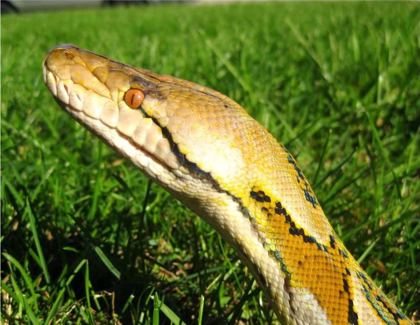 Anaconda Python�����������߹ٷ������ؽ�ͼ
