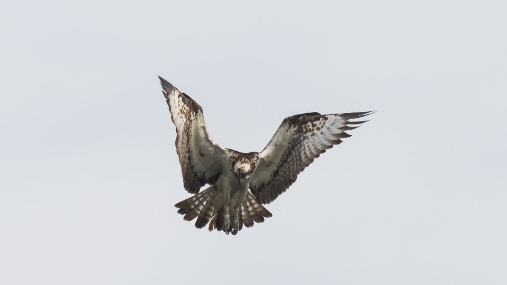 Eagle�ٷ�������4.0 �ٷ�����