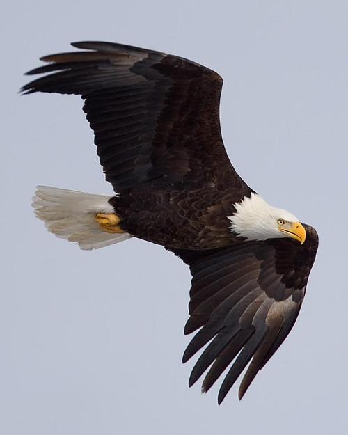 Eagle�ٷ�������4.0 �ٷ�����