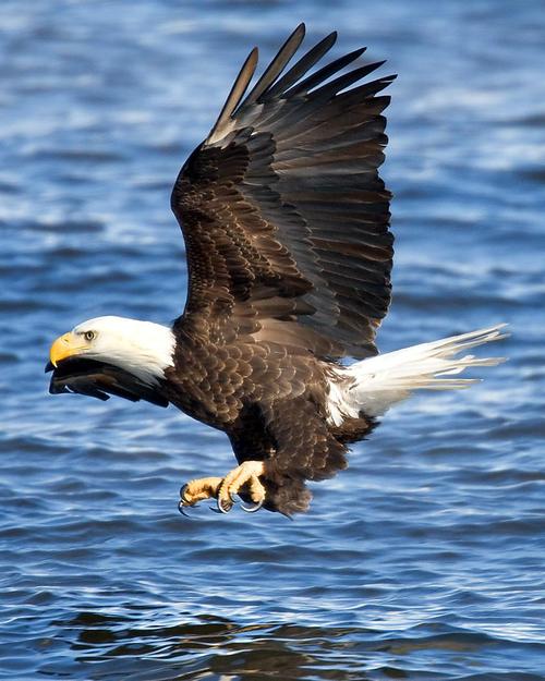 Eagle�ٷ�������4.0 �ٷ�����
