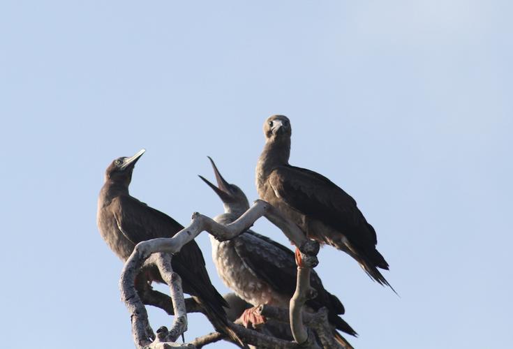 The Birds��ŭ��С��ٷ����ؽ�ͼ