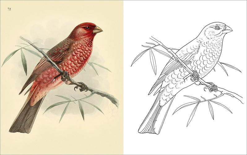 The Birds��ŭ��С��ٷ����ؽ�ͼ