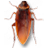 cockroach on desktop�ٷ�������v1.0.0 �ٷ�����