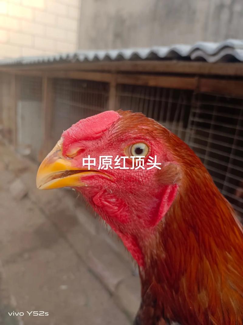 ��ԭ��ٷ�������v5.7.3 ���仳��