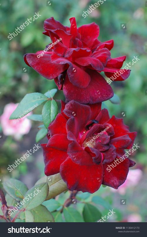 Fantasia Photofantasia photo�ٷ�������1.0.0 �ٷ�����