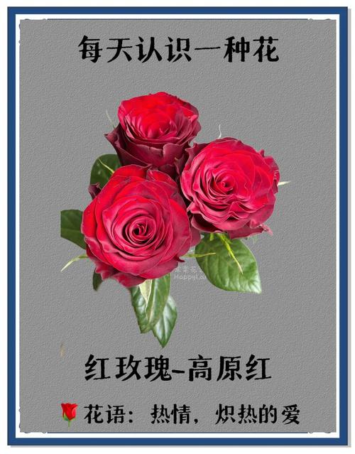 ��Լ�ٷ�������v1.0.41 ��׿��