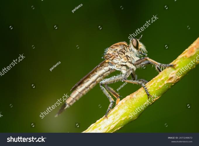 Fly on desktop���԰����ؽ�ͼ