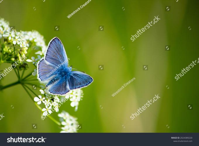 Fly on desktop���԰����ؽ�ͼ
