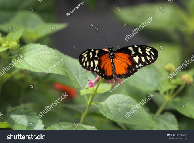 Fly on desktop���԰����ؽ�ͼ