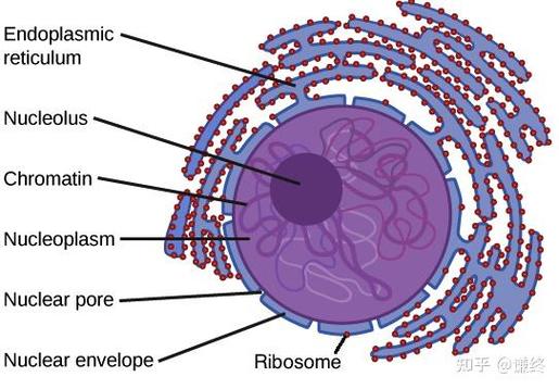 GnuCleus�ٷ������ؽ�ͼ