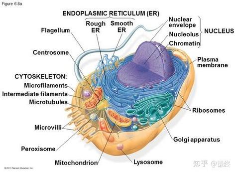 GnuCleus�ٷ������ؽ�ͼ