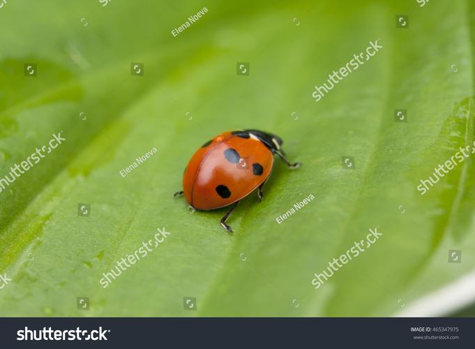 Ladybug on desktop桌面萌宠官方版下载截图