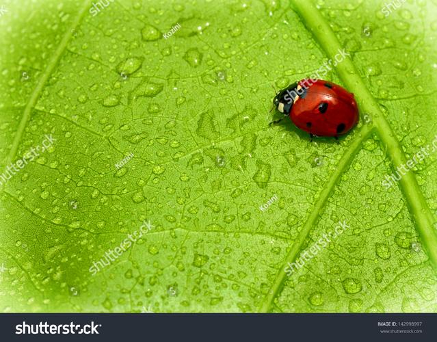 Ladybug on desktop桌面萌宠官方版下载截图