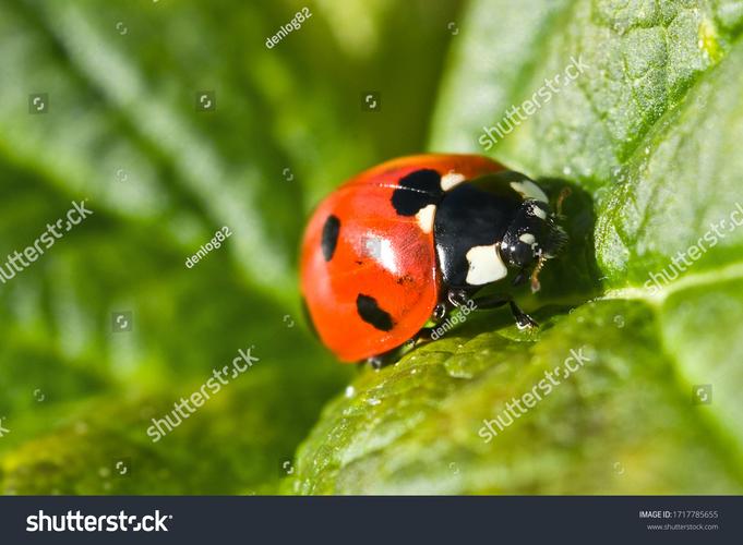 Ladybug on desktop桌面萌宠官方版下载截图