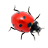 Ladybug on desktop�����ȳ�ٷ�������v1.0.0 �ٷ�����