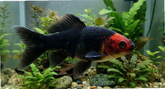 https://www.6ll.com/upload/koifishidle_01.jpg
