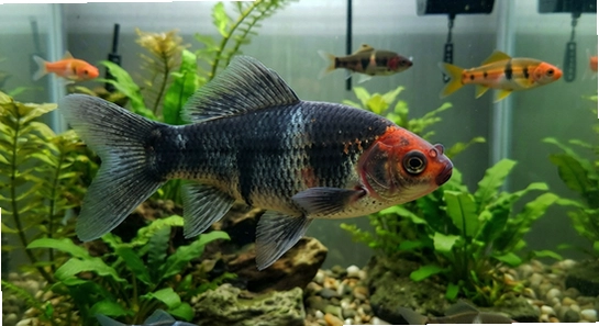 https://www.6ll.com/upload/koifishidle_02.jpg
