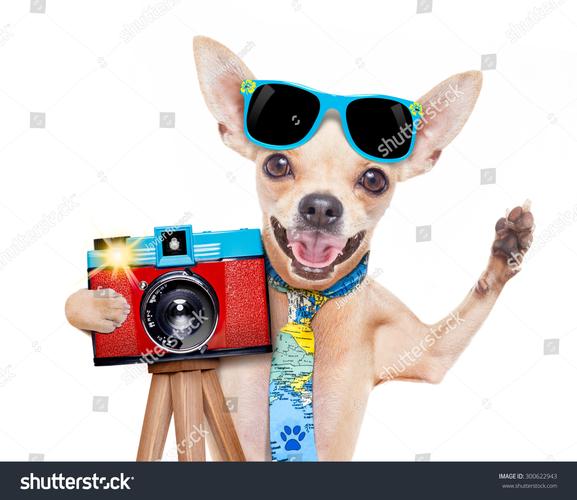 Snapshotor�ٷ������ؽ�ͼ