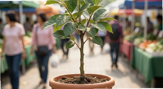 https://www.6ll.com/images/healthtree_1.jpg