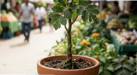 https://www.6ll.com/images/healthtree_3.jpg