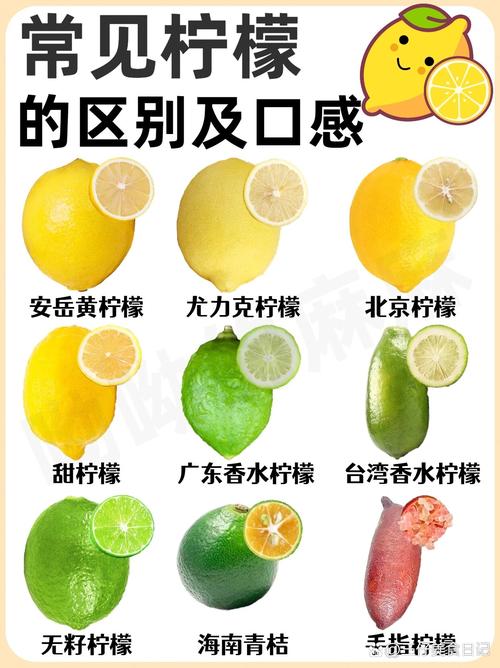 ����Ӣ��Lemon English�ٷ��������ؽ�ͼ